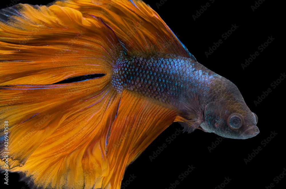 Fototapeta premium siamese fighting fish