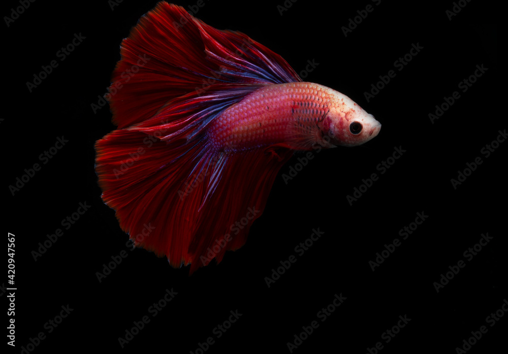 Fototapeta premium siamese fighting fish