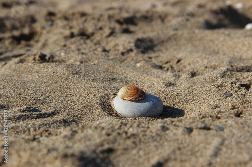 seashell on the beach