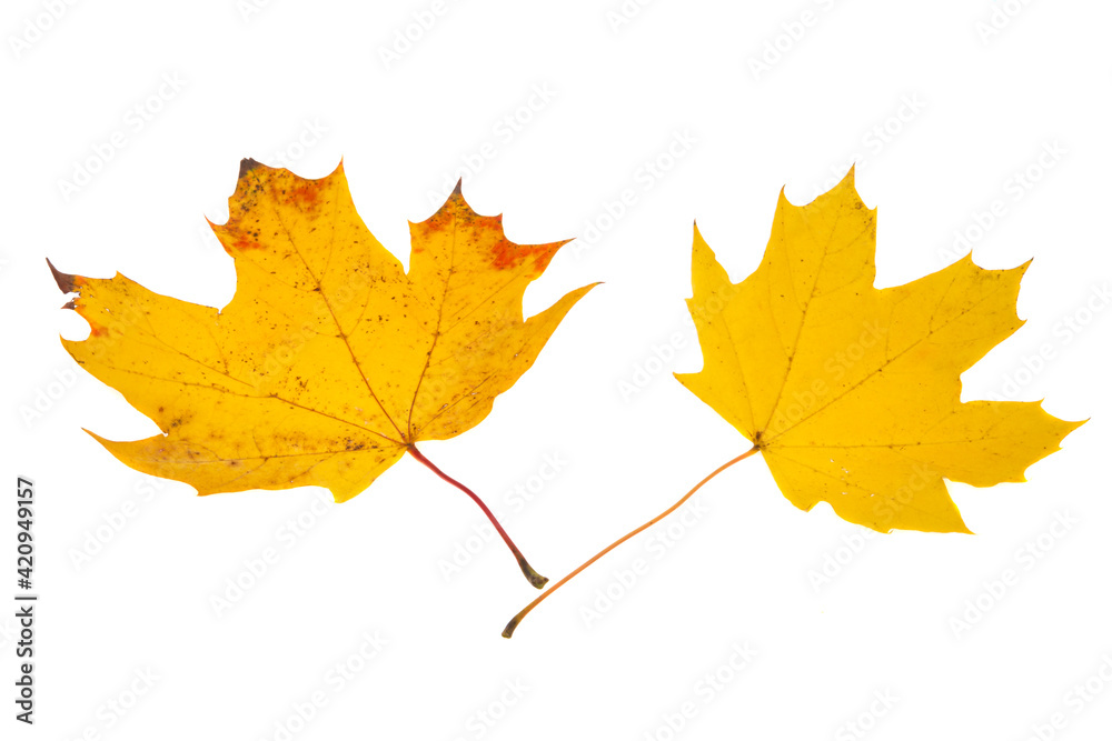 autumn leaves isolated autumn leaves isolated