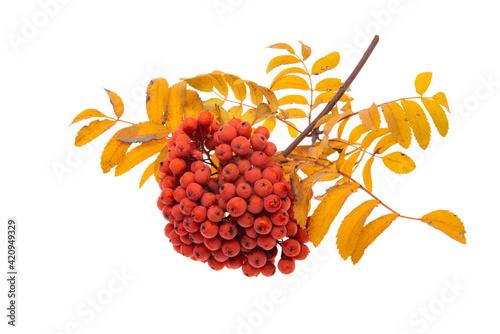 bunch of rowan berries isolated