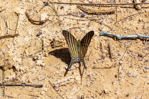 Brazilian Wildlife: Close-up of the many-banded daggerwing (Marpesia chiron) in natural habitat close to Chapada dos Guimaraes in Mato Grosso, Brazil photo