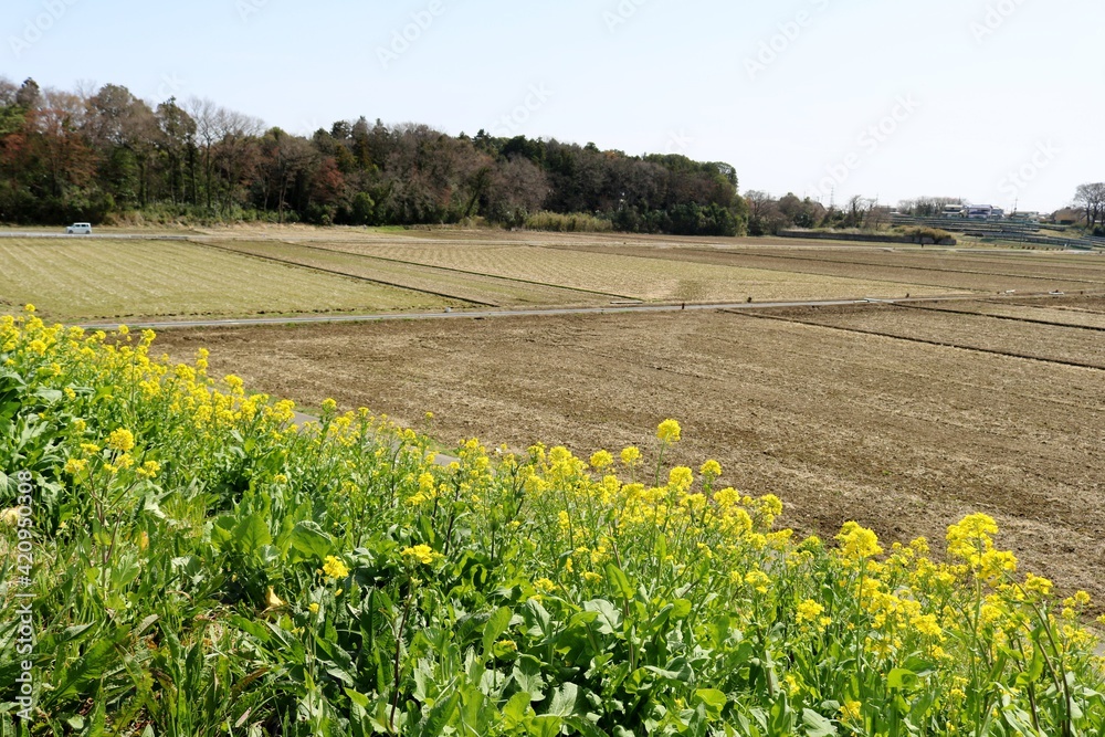 高台に咲く菜の花　田舎　風景