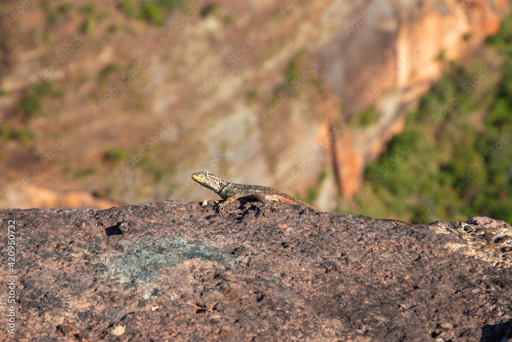 A Lizard (Tropidurus sp.) sitting on a stone close to Chapada dos Guimaraes in Mato Grosso, Brazil A Lizard (Tropidurus sp.) sitting on a stone close to Chapada dos Guimaraes in Mato Grosso, Brazil