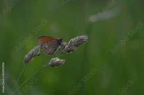 Orange and grey butterfly with spots close up in nature
