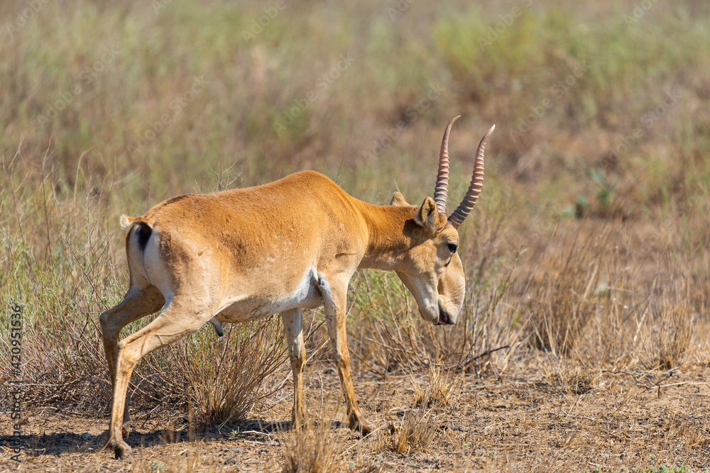 Male Saiga antelope or Saiga tatarica