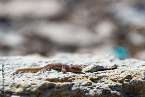 Even-fingered gecko genus Alcophyllex or squeaky gecko in wild nature