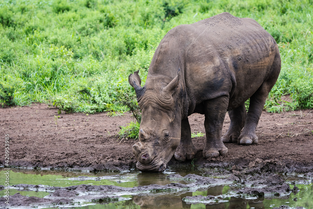 Fototapeta premium De horned white rhino drinking