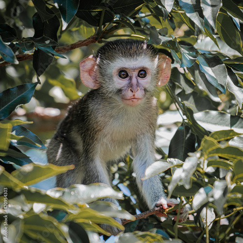 Portrait of young vervet monkey