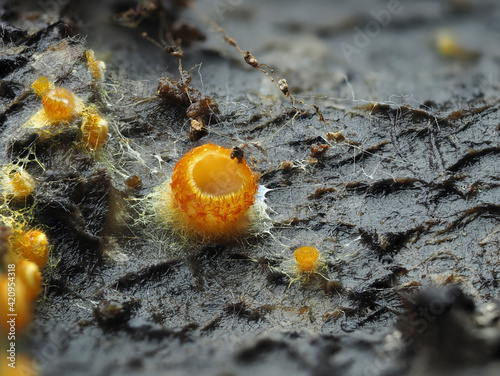 Goldgelbes Spinnwebbecherchen (Arachnopeziza aurelia) ca. 1-2mm Durchmesser photo