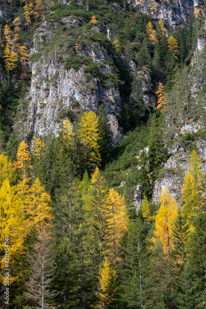 Yellow larches trees glowing on the edge of the rocky mountain. Dolomite alps, autumn landscape Italy