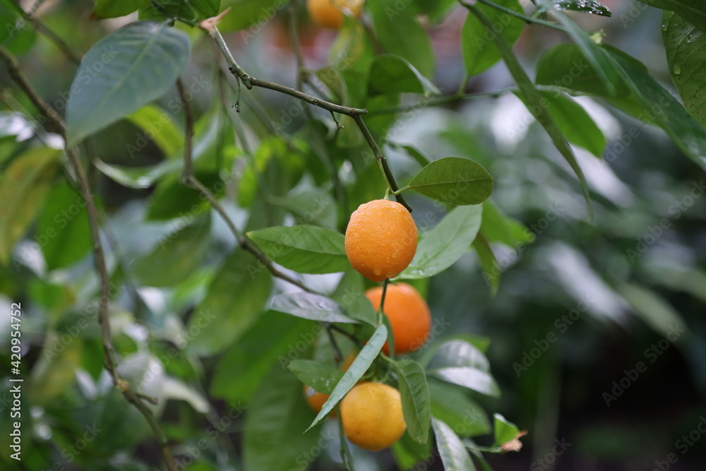 Citron fruit