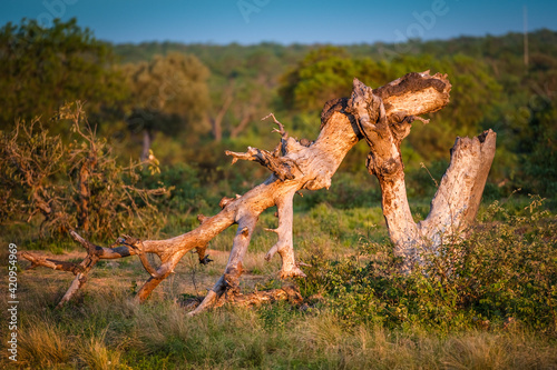 Broken branch in the early morning light
