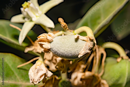 A dahlia seed that can be propagated photo