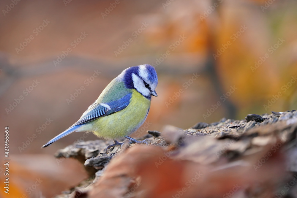 Cute blue tit sitting on the ground. Cyanistes caeruleus. Cute blue tit sitting on the ground. Cyanistes caeruleus.