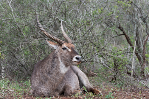 Profile of a Waterbuck male resting