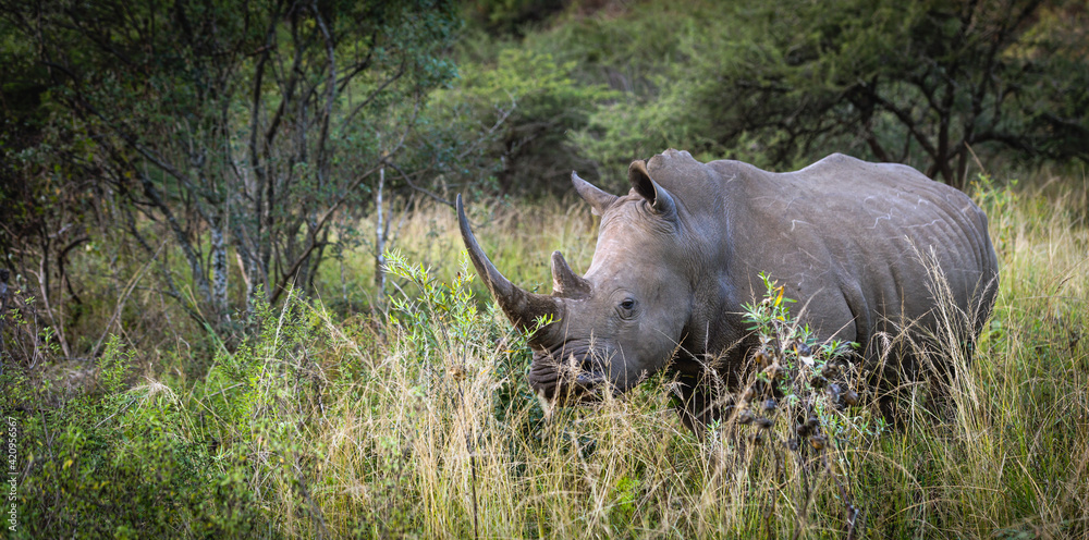 white Rhino white Rhino