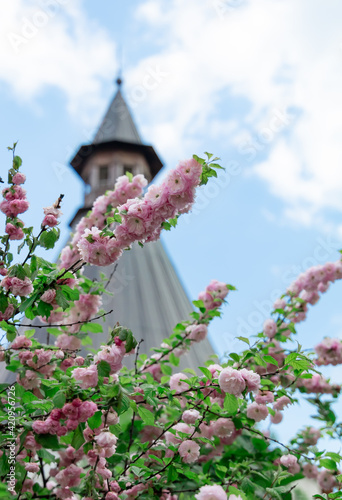 Sakura tree branches with beautiful flowers on the tower background