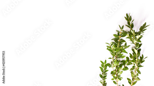Ruscus plant branch with green leaves isolated on the white background.