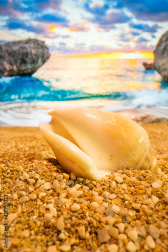 Fototapeta Naklejka Na Ścianę i Meble -  Sunset Seashell on the beach