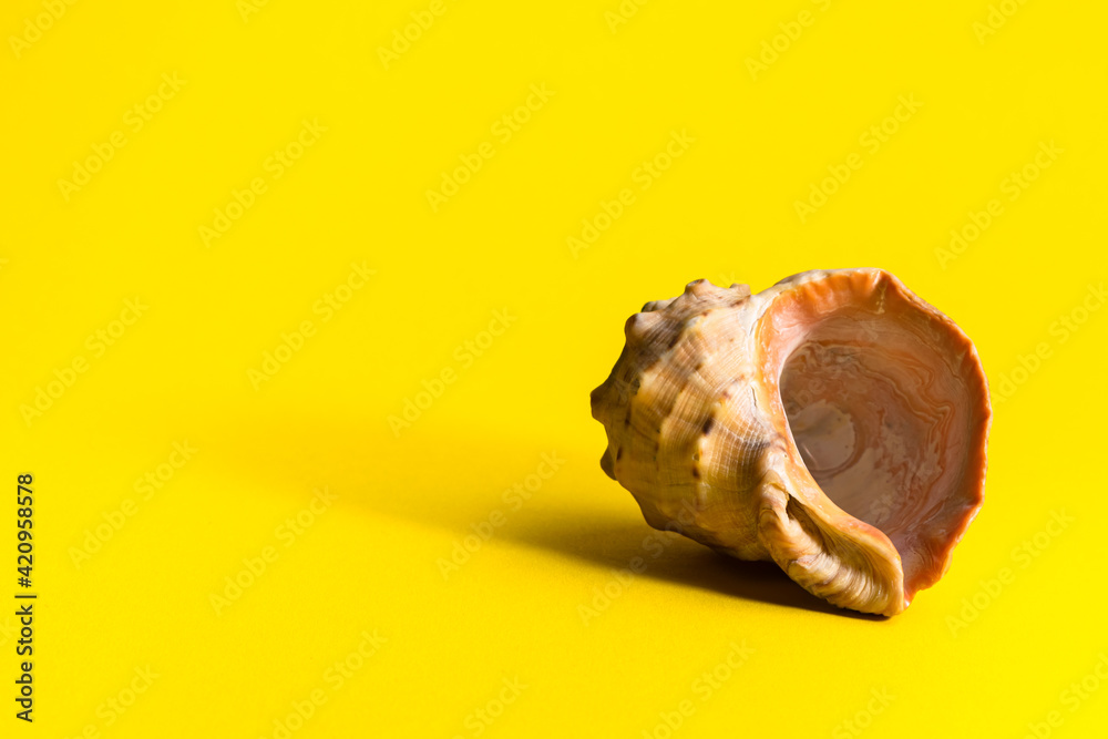 seashell on yellow background
