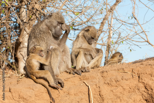 Family of vervet monkeys interacting © Matthew