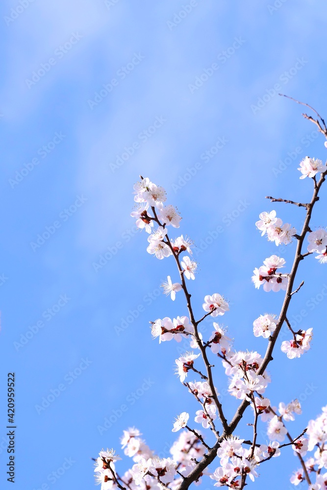 Apricot blossom. Branches of a blooming apricot against a blue sky. Apricot blossom. Branches of a blooming apricot against a blue sky.