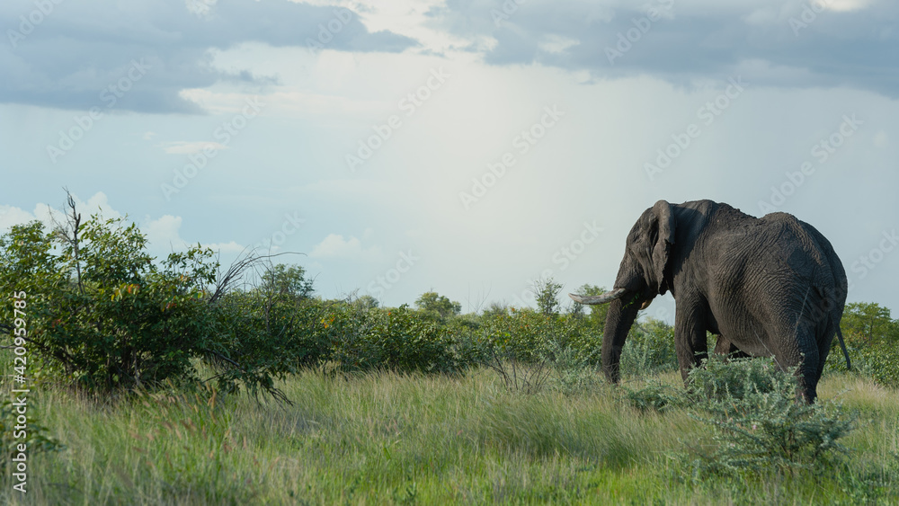 Fototapeta premium Single bull elephant walking away from the camera