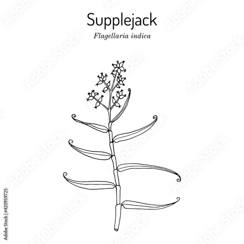 Whip vine, or supplejack, Flagellaria indica, medicinal plant
