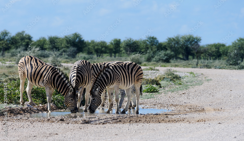 Zebra drinking from a puddle in the road Zebra drinking from a puddle in the road