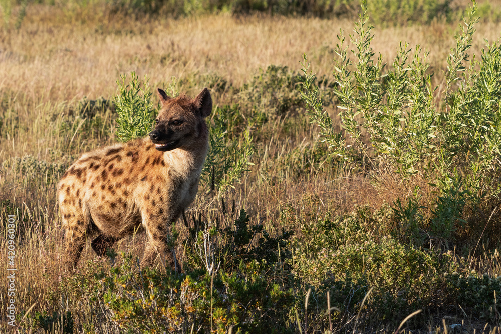 Obraz premium Spotted Hyaena in the early morning sun