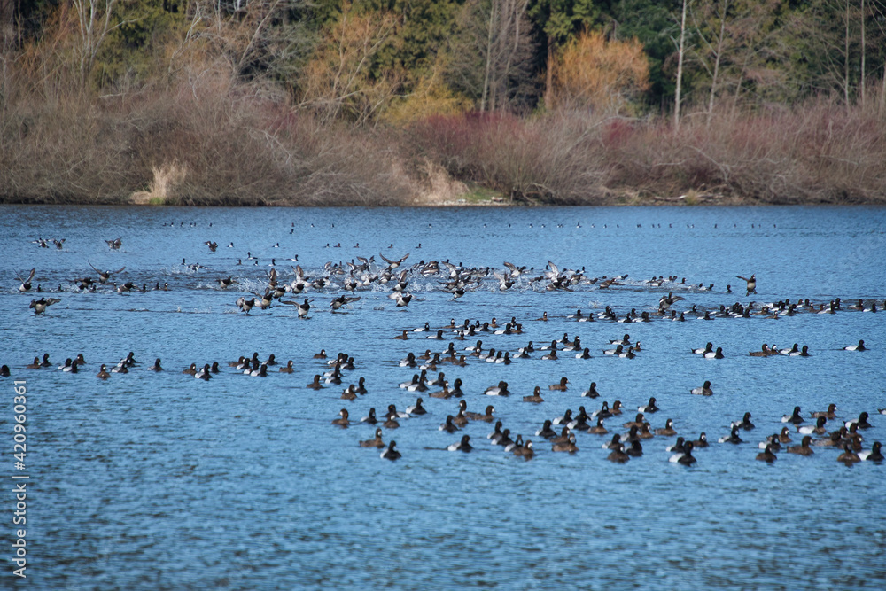 A huge flock of greater scaup ducks swimming in the lake.    Vancouver BC Canada  
