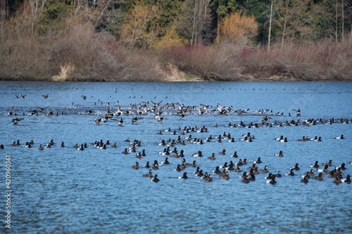 A huge flock of greater scaup ducks swimming in the lake.    Vancouver BC Canada  
