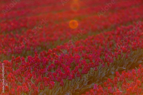 Blooming tulip field in North Holland, the Netherlands photo