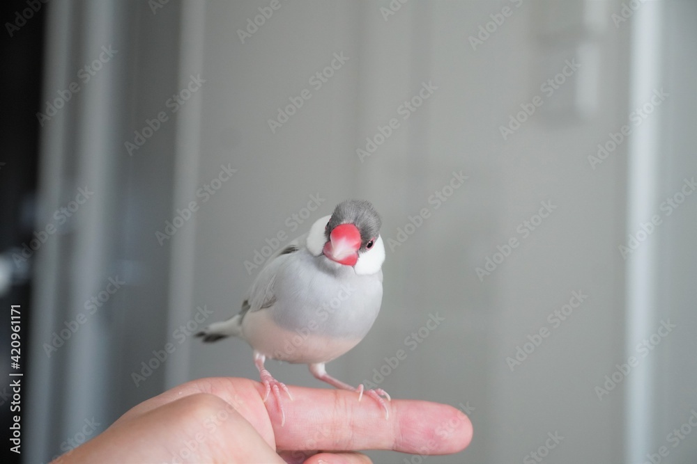 1000_F_420961171_X0Hk57nFH127j