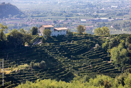 Picturesque hills with vineyards of the Prosecco sparkling wine region between Valdobbiadene and Conegliano  Italy.