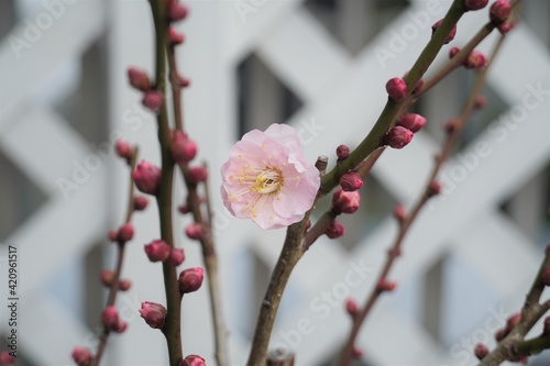 Wallpaper Mural ベランダに咲く梅の花 Torontodigital.ca