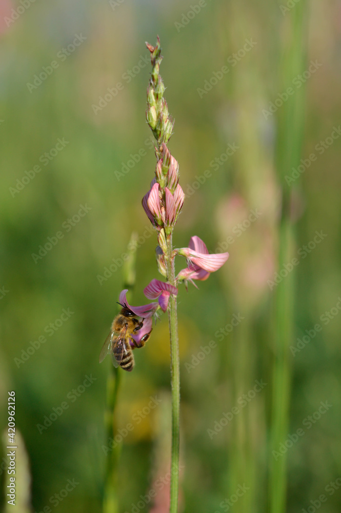Bee on a pink wildflower in nature pollinatung Bee on a pink wildflower in nature pollinatung