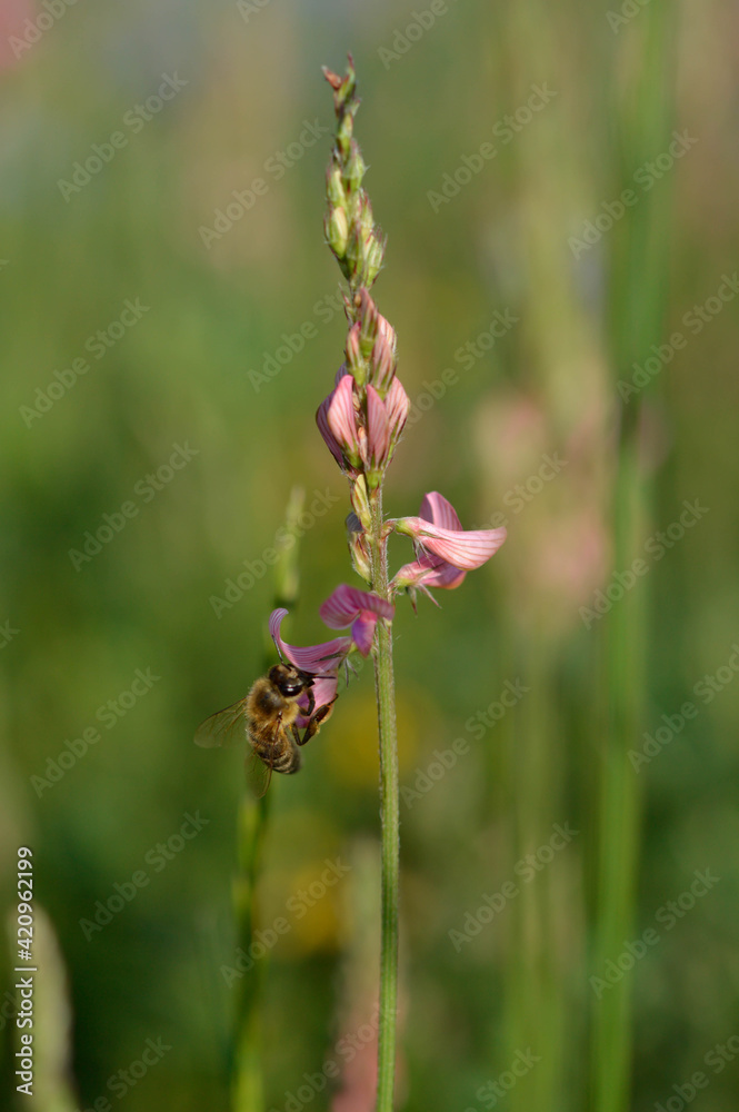 Bee on a pink wildflower in nature pollinating Bee on a pink wildflower in nature pollinating