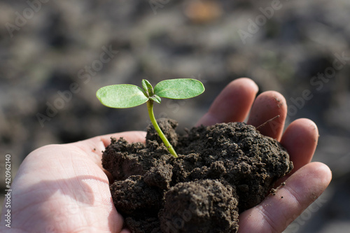 Male hands, holding the soil, close-up, giving life, a small green sprout in the ground on a man's hand. The gardener's hands gently hold the soil with the plant. Ecology, environmental protection