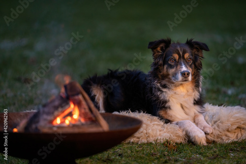 Portrait of an Australian Shepherd  by the campfire. Dog lies on fur coat at dusk