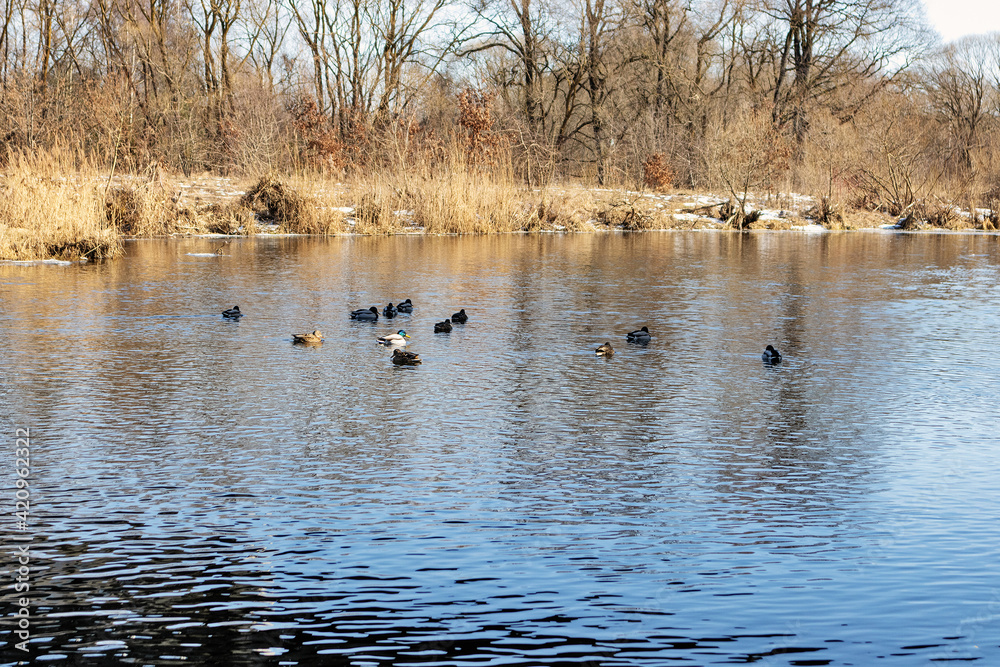 A swarm of wild ducks is flying in the river A swarm of wild ducks is flying in the river