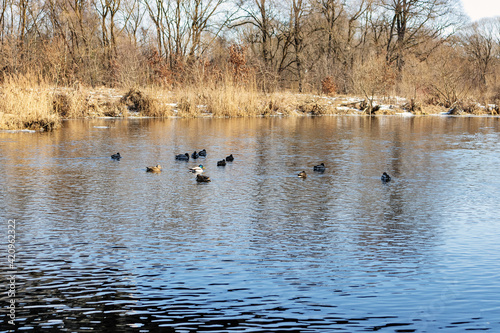 A swarm of wild ducks is flying in the river
