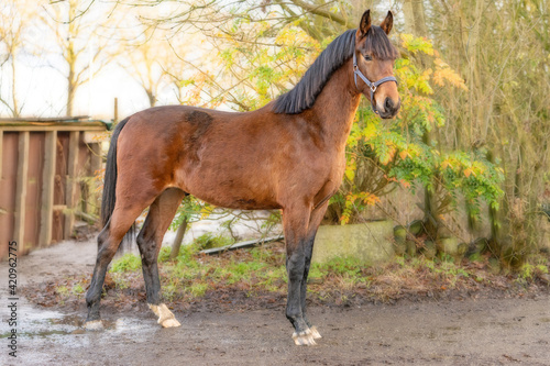 Cuadro en lienzo A brown KWPN stallion, Dutch Warmblood horse, 2 years old