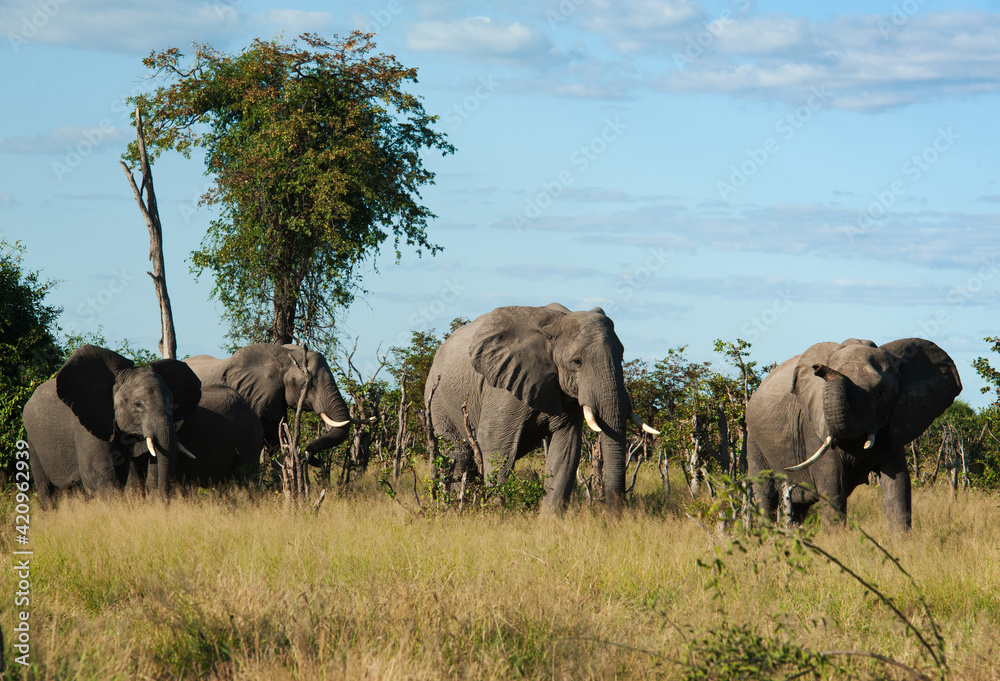 Fototapeta premium Elephants at rest