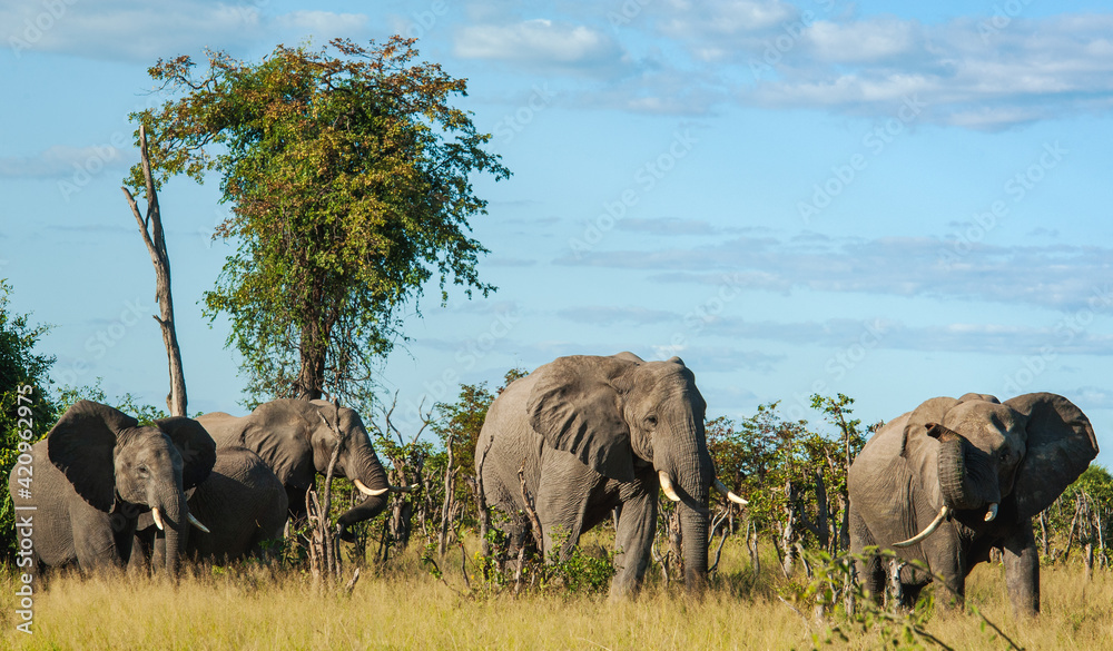 Fototapeta premium Elephants at rest