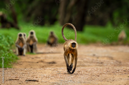 Gray or Hanuman langurs or indian langur or monkey running head on forest track with tail up in natural monsoon green at ranthambore national park or tiger reserve rajasthan india - Semnopithecus photo