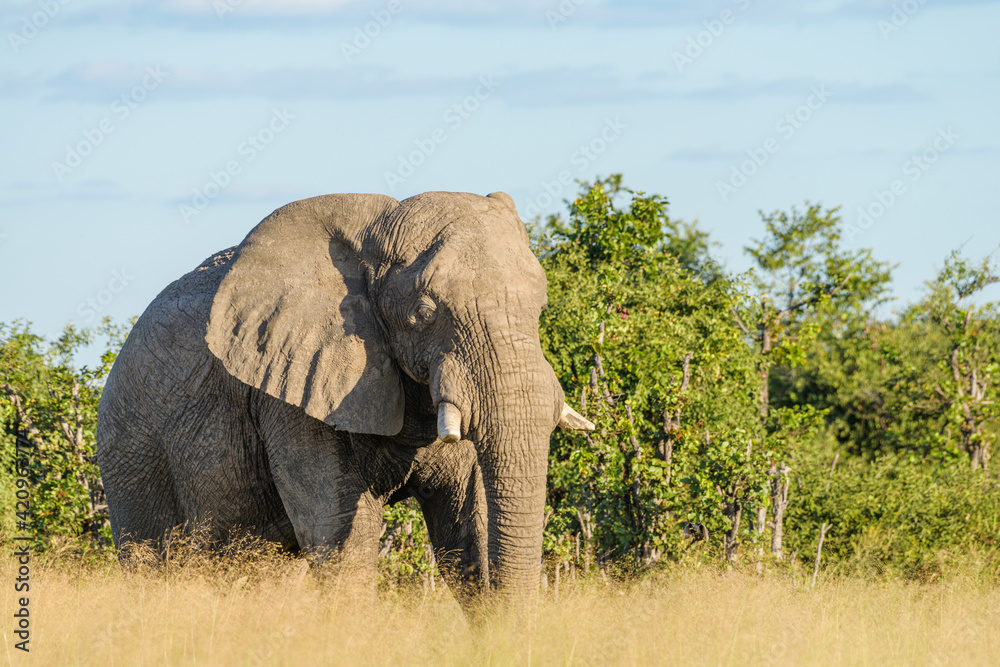 Elephants at rest