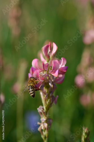 Bee on a pink wildflower in nature pollinating