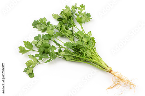 Coriander branch and green leaves isolated on white background.